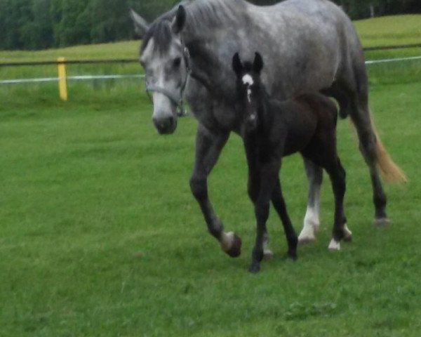horse Der Da (Westphalian, 2015, from Dibadu L)