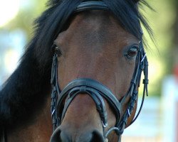 jumper Navajo (German Riding Pony, 1997, from Nantano)