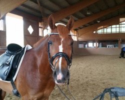 dressage horse Top Emotion (German Riding Pony, 2011, from Trussardi D)