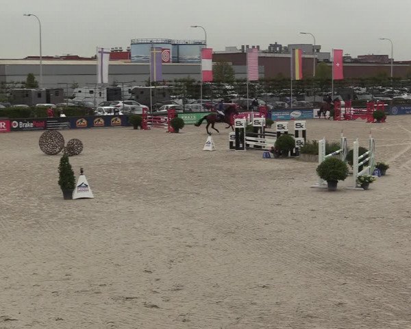 Belgisch Kampioenschap 4-5 Jarigen Paarden
