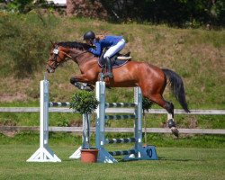 jumper Incella 2 (Oldenburg show jumper, 2006, from Incello)
