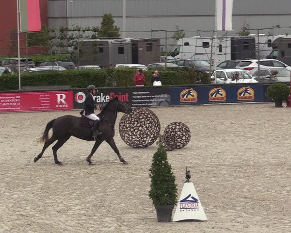 Belgisch Kampioenschap 4-5 Jarigen Paarden