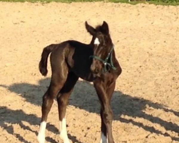 horse Linus Lusingando (Heavy Warmblood, 2015, from Landfürst)