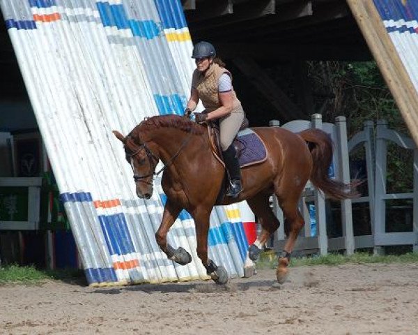 dressage horse Rossini 231 (Westphalian, 2001, from Rilke)