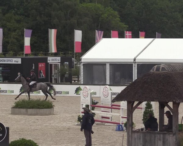 Belgisch Kampioenschap 4-5 Jarigen Paarden
