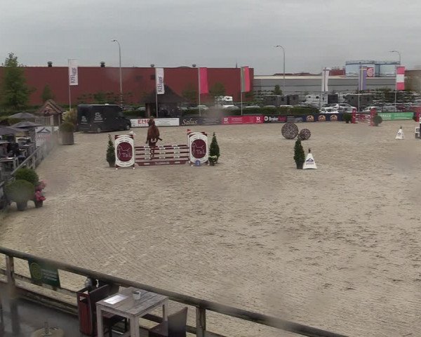 Belgisch Kampioenschap 4-5 Jarigen Paarden
