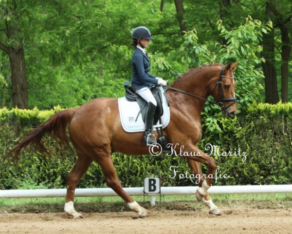 dressage horse Florenzino (Hanoverian, 2007, from Florestan I)