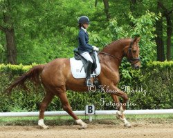 dressage horse Florenzino (Hanoverian, 2007, from Florestan I)