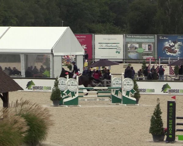 Belgisch Kampioenschap 4-5 Jarigen Paarden
