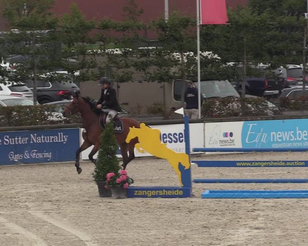 Belgisch Kampioenschap 4-5 Jarigen Paarden