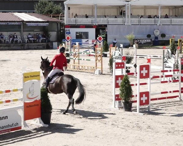 Reitturnier Humlikon 2020