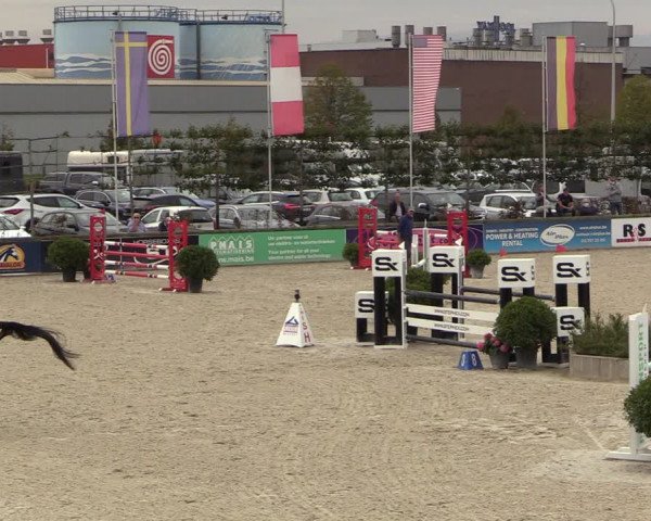 Belgisch Kampioenschap 4-5 Jarigen Paarden