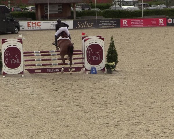 Belgisch Kampioenschap 4-5 Jarigen Paarden