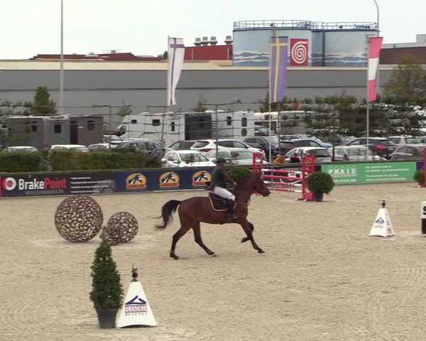 Belgisch Kampioenschap 4-5 Jarigen Paarden