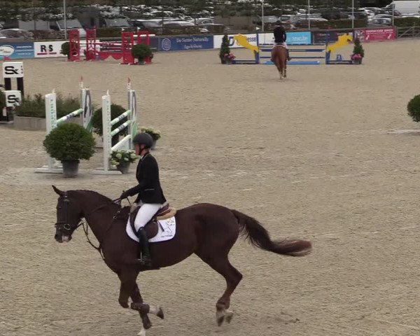 Belgisch Kampioenschap 4-5 Jarigen Paarden