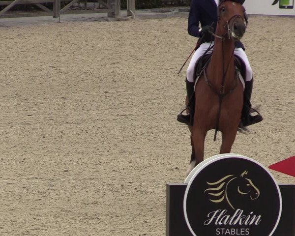 Belgisch Kampioenschap 4-5 Jarigen Paarden