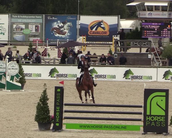 Belgisch Kampioenschap 4-5 Jarigen Paarden
