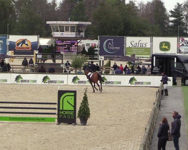 Belgisch Kampioenschap 4-5 Jarigen Paarden
