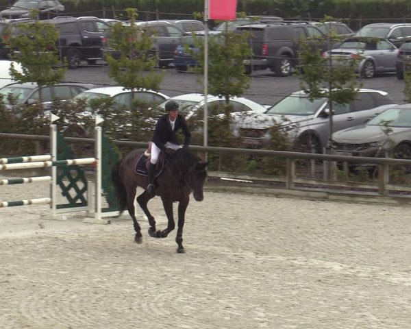 Belgisch Kampioenschap 4-5 Jarigen Paarden