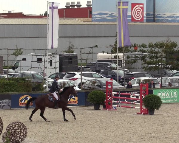 Belgisch Kampioenschap 4-5 Jarigen Paarden