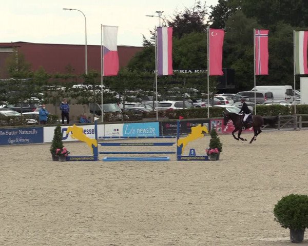 Belgisch Kampioenschap 4-5 Jarigen Paarden