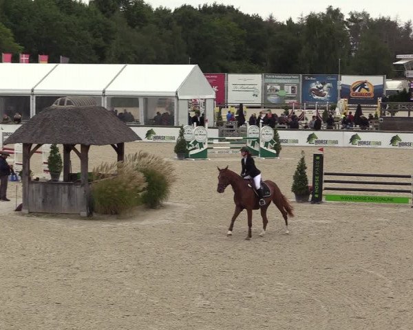 Belgisch Kampioenschap 4-5 Jarigen Paarden
