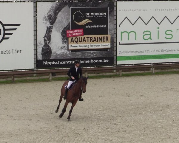 Belgisch Kampioenschap 4-5 Jarigen Paarden