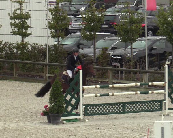 Belgisch Kampioenschap 4-5 Jarigen Paarden