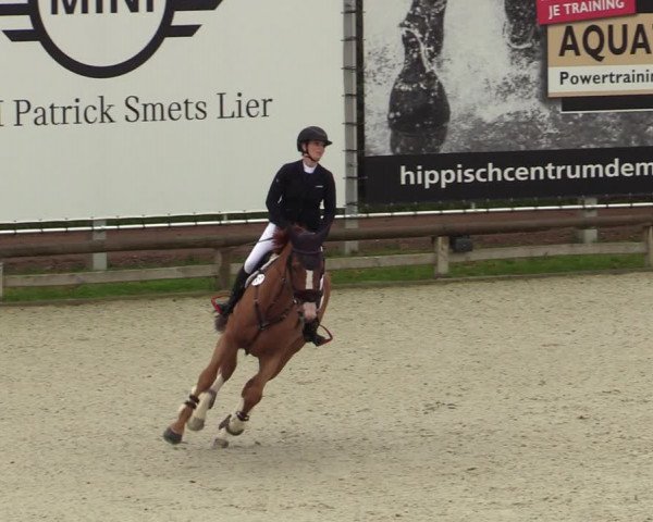 Belgisch Kampioenschap 4-5 Jarigen Paarden