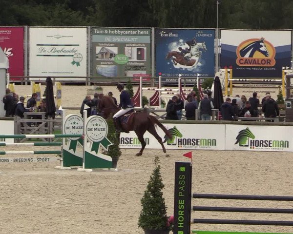 Belgisch Kampioenschap 4-5 Jarigen Paarden