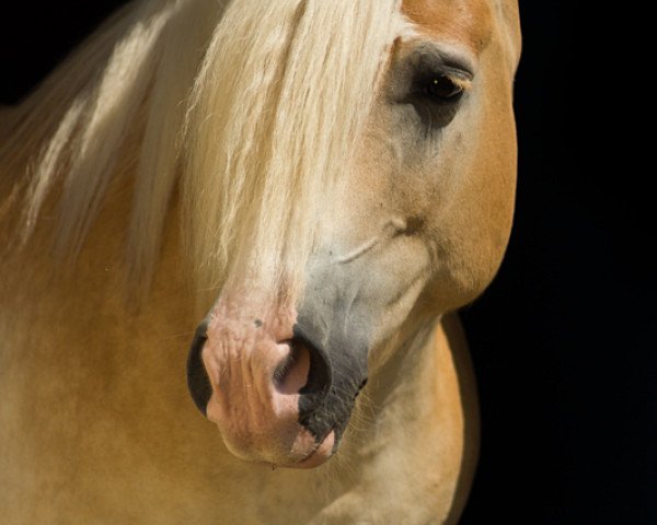 horse Strietzel (Haflinger, 2003, from Stradivari)