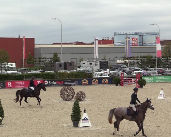 Belgisch Kampioenschap 4-5 Jarigen Paarden