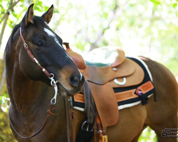 Pferd Three Continental Sun (Quarter Horse, 2004, von Three King Raffles) Pferd Three Continental Sun (Quarter Horse, 2004, von Three King Raffles)