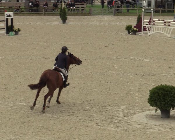 Belgisch Kampioenschap 4-5 Jarigen Paarden