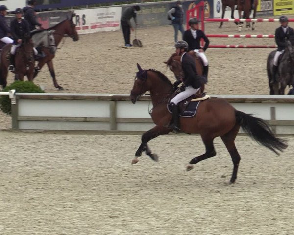 Belgisch Kampioenschap 4-5 Jarigen Paarden