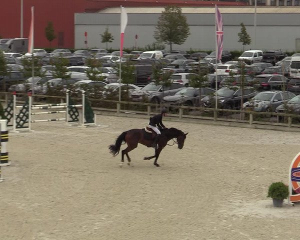 Belgisch Kampioenschap 4-5 Jarigen Paarden