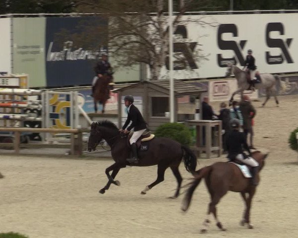 Belgisch Kampioenschap 4-5 Jarigen Paarden
