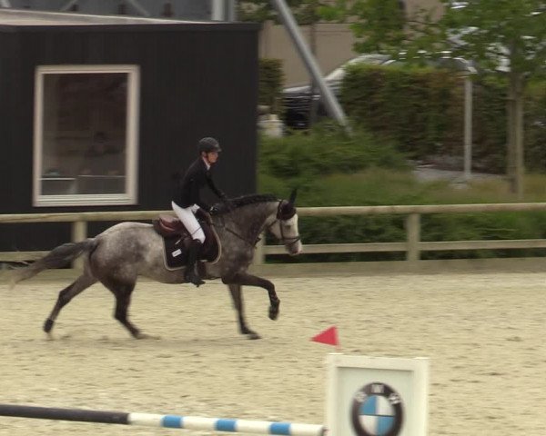 Belgisch Kampioenschap 4-5 Jarigen Paarden
