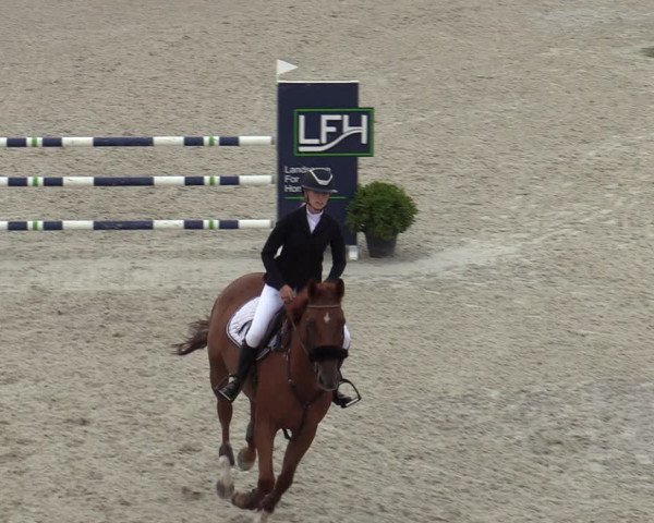 Belgisch Kampioenschap 4-5 Jarigen Paarden
