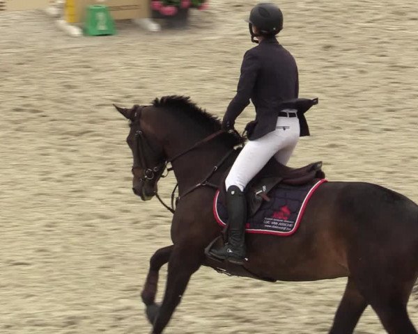 Belgisch Kampioenschap 4-5 Jarigen Paarden