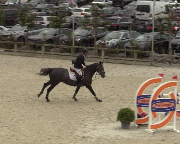 Belgisch Kampioenschap 4-5 Jarigen Paarden