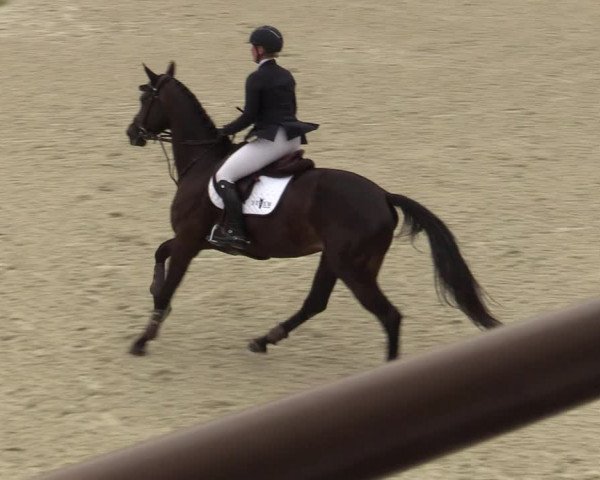 Belgisch Kampioenschap 4-5 Jarigen Paarden