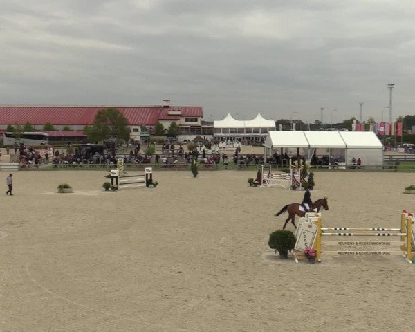 Belgisch Kampioenschap 4-5 Jarigen Paarden