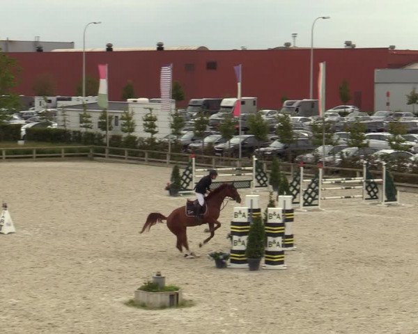 Belgisch Kampioenschap 4-5 Jarigen Paarden