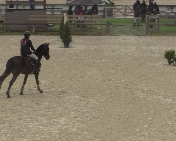 Belgisch Kampioenschap 4-5 Jarigen Paarden