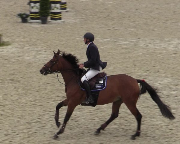 Belgisch Kampioenschap 4-5 Jarigen Paarden