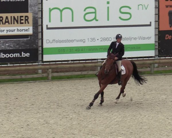 Belgisch Kampioenschap 4-5 Jarigen Paarden