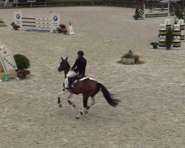Belgisch Kampioenschap 4-5 Jarigen Paarden