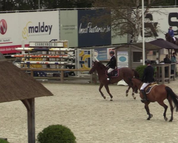 Belgisch Kampioenschap 4-5 Jarigen Paarden