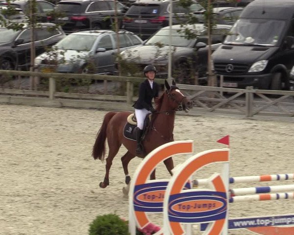 Belgisch Kampioenschap 4-5 Jarigen Paarden